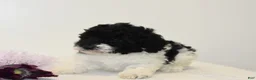 Miniature Poodle dogs for sale: Careda - Ad 2
