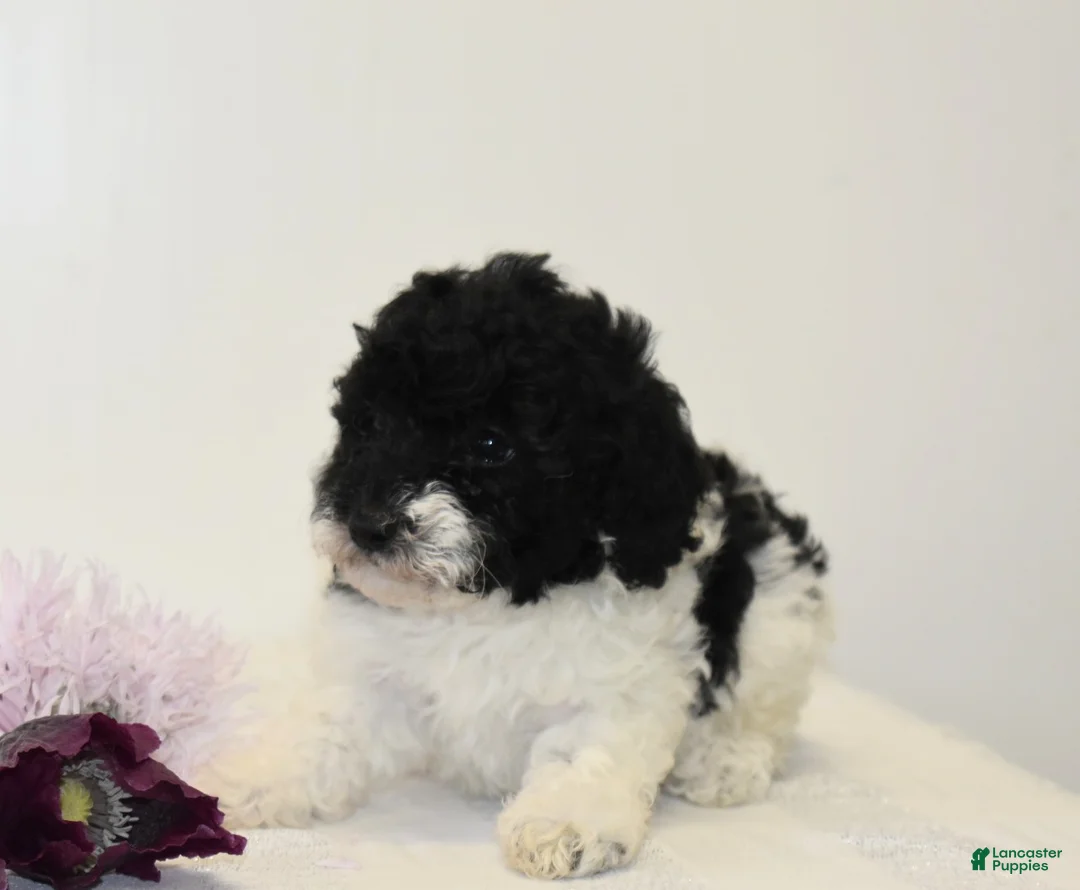 Miniature Poodle dogs for sale: Careda - Ad 2