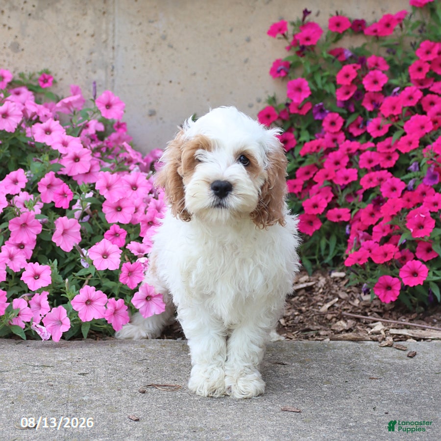 Cockapoo dogs Diamond - Ad 1