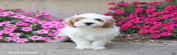 Cockapoo dogs for sale: Diamond - Ad 1