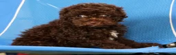 Havapoo dogs for sale: Darla - Ad 8