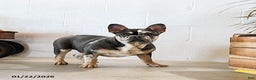 French Bulldog dogs for sale: Merly - Ad 1