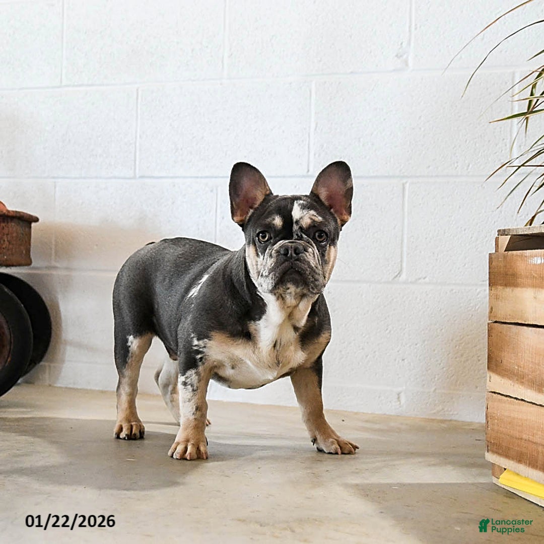 French Bulldog dogs for sale: Merly - Ad 1