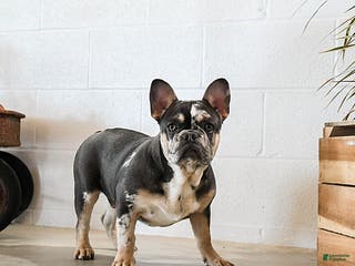 French Bulldog dogs for sale: Merly - Ad 3