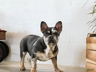 French Bulldog dogs Merly - Ad 13