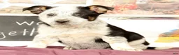 Mixed Breed dogs for sale: Tonya - Ad 5