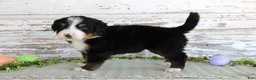 Bernese Mountain Dog dogs for sale: Margie - Ad 2