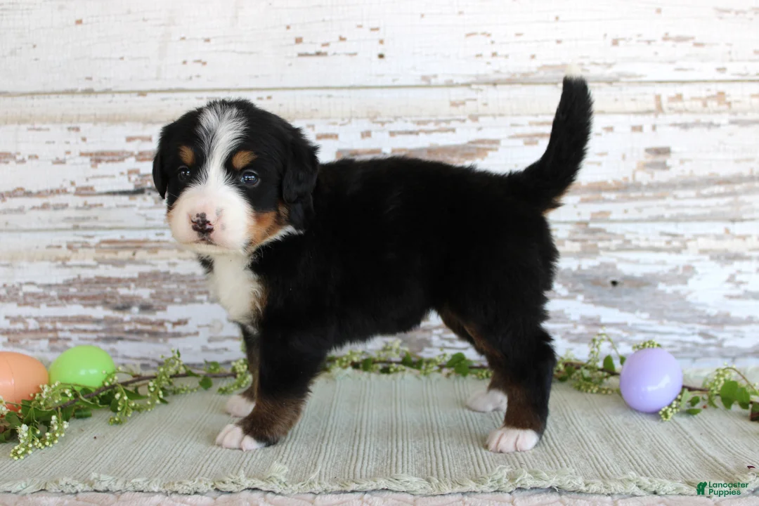 Bernese Mountain Dog dogs for sale: Margie - Ad 2