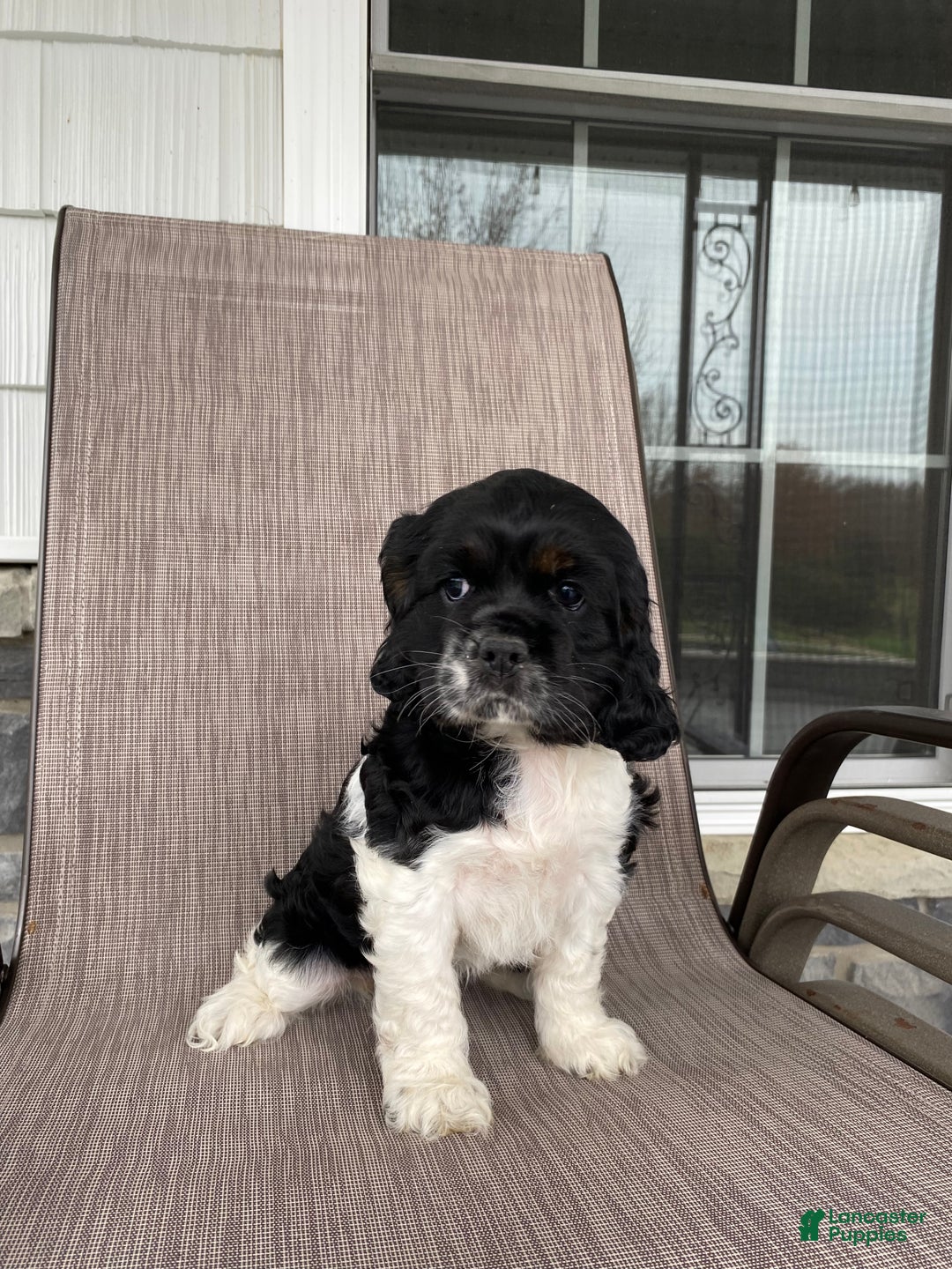 Cocker Spaniel dogs for sale: Roxy - Ad 3