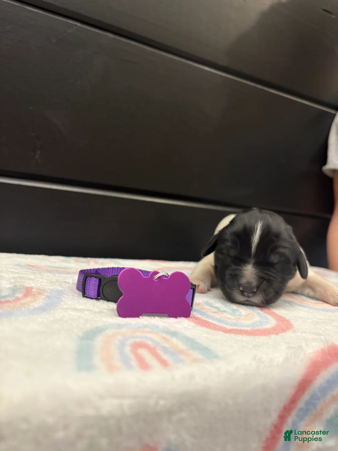 Newfoundland dogs for sale: Blossom  - Ad 1