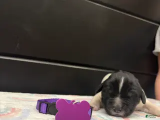 Newfoundland dogs Blossom - Ad 23