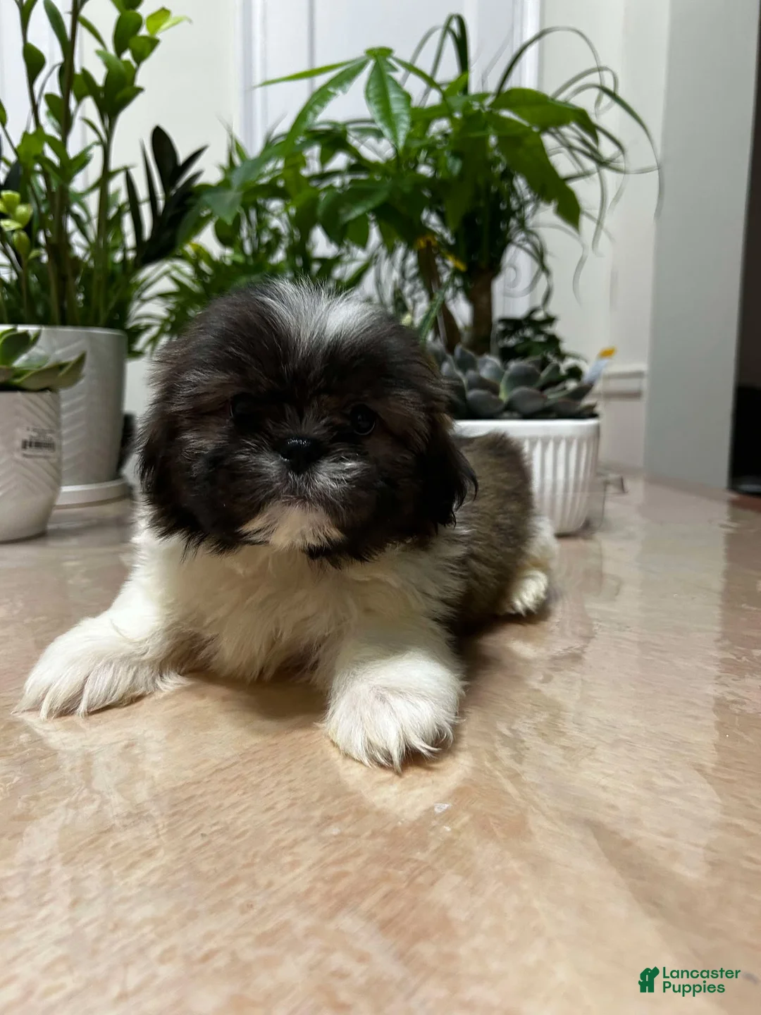 Shih Tzu dogs for sale: Anna - Ad 4