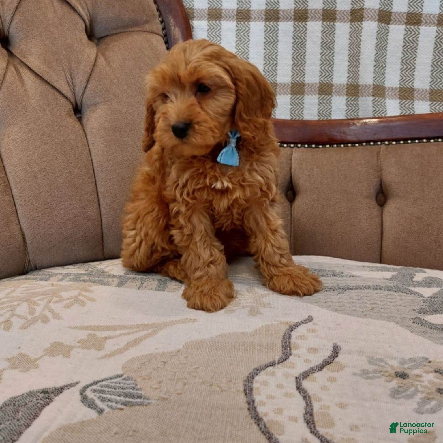 Cavapoo dogs for sale: Cavapoo 3 - Ad 5