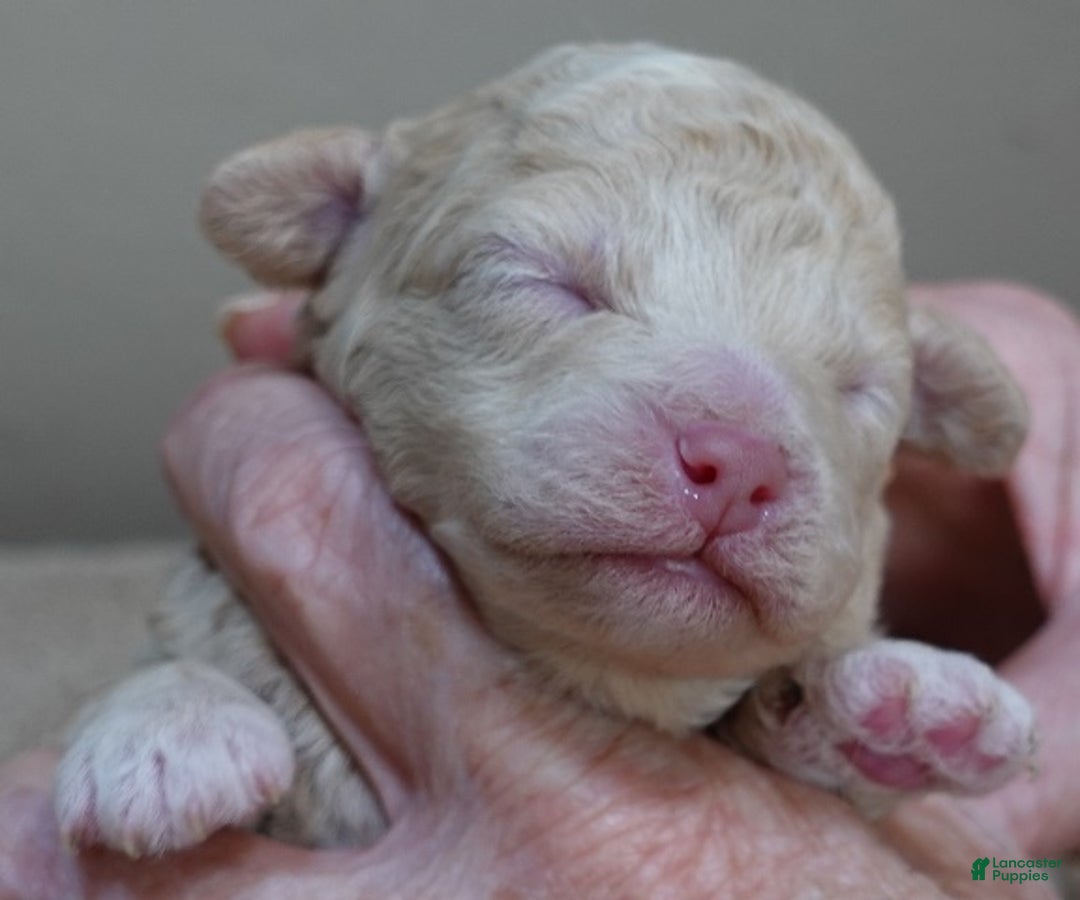 Toy Poodle dogs for sale: Denver shimmering champagne - Ad 11