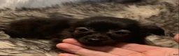 Chiweenie dogs for sale: Toy size BEAU~!!! - Ad 3