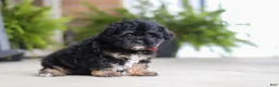 Shihpoo dogs for sale: Biscuit  - Ad 4