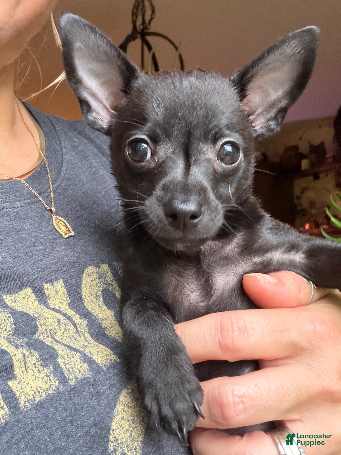 Chihuahua dogs Gizzi - Ad 2