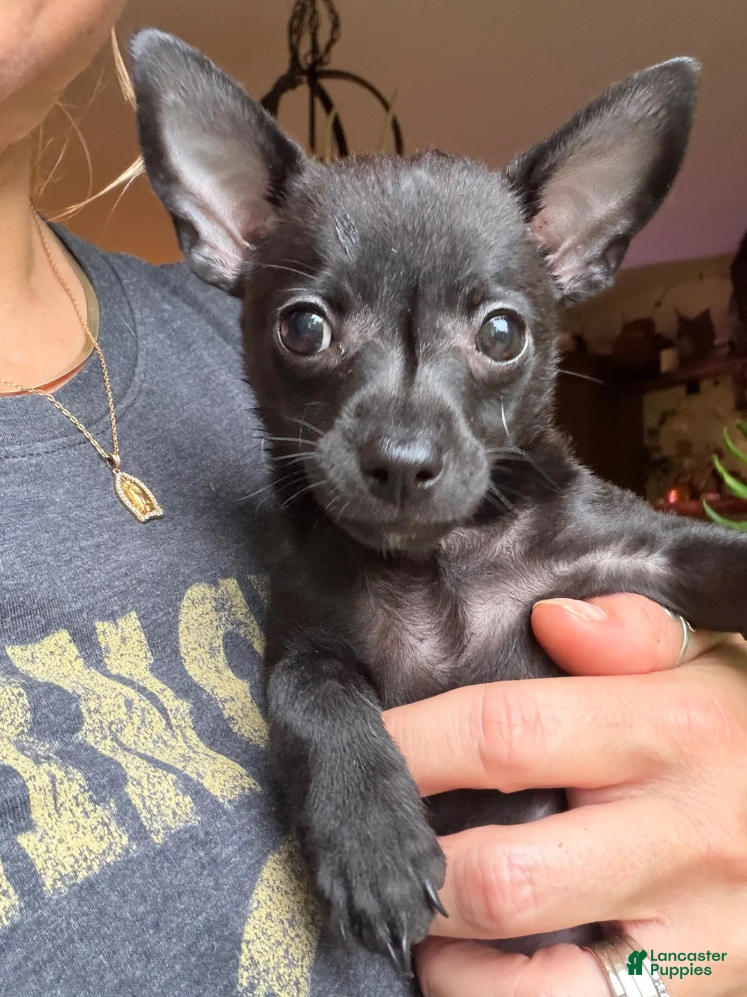 Chihuahua dogs for sale: Gizzi - Ad 2