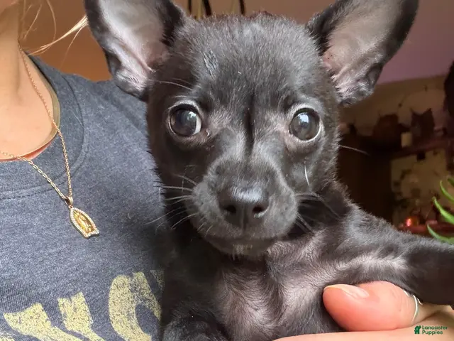 Chihuahua dogs for sale: Gizzi - Ad 2