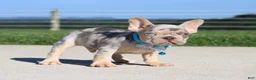 French Bulldog dogs for sale: Bentley - Ad 1