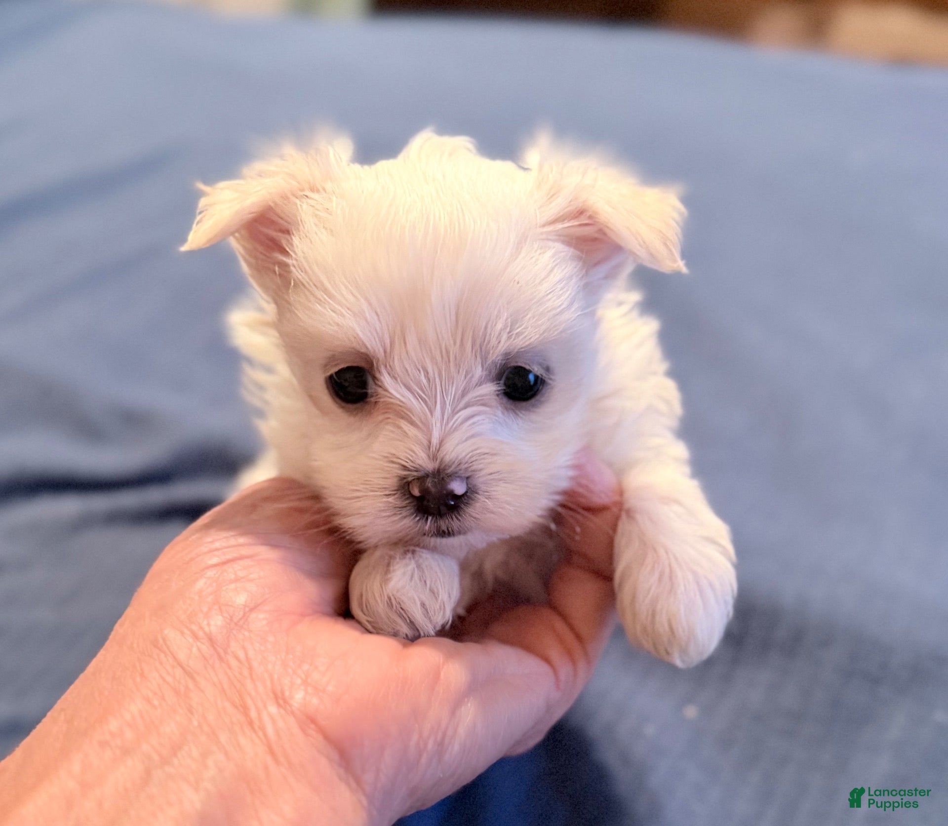 Maltese dogs for sale: Maltese 2 female - Ad 1