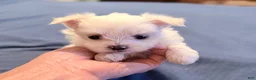Maltese dogs for sale: Maltese 2 female - Ad 1