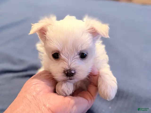 Maltese dogs for sale: Maltese 2 female - Ad 1