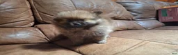 Pomeranian dogs for sale: Wolf sable female lighter - Ad 3