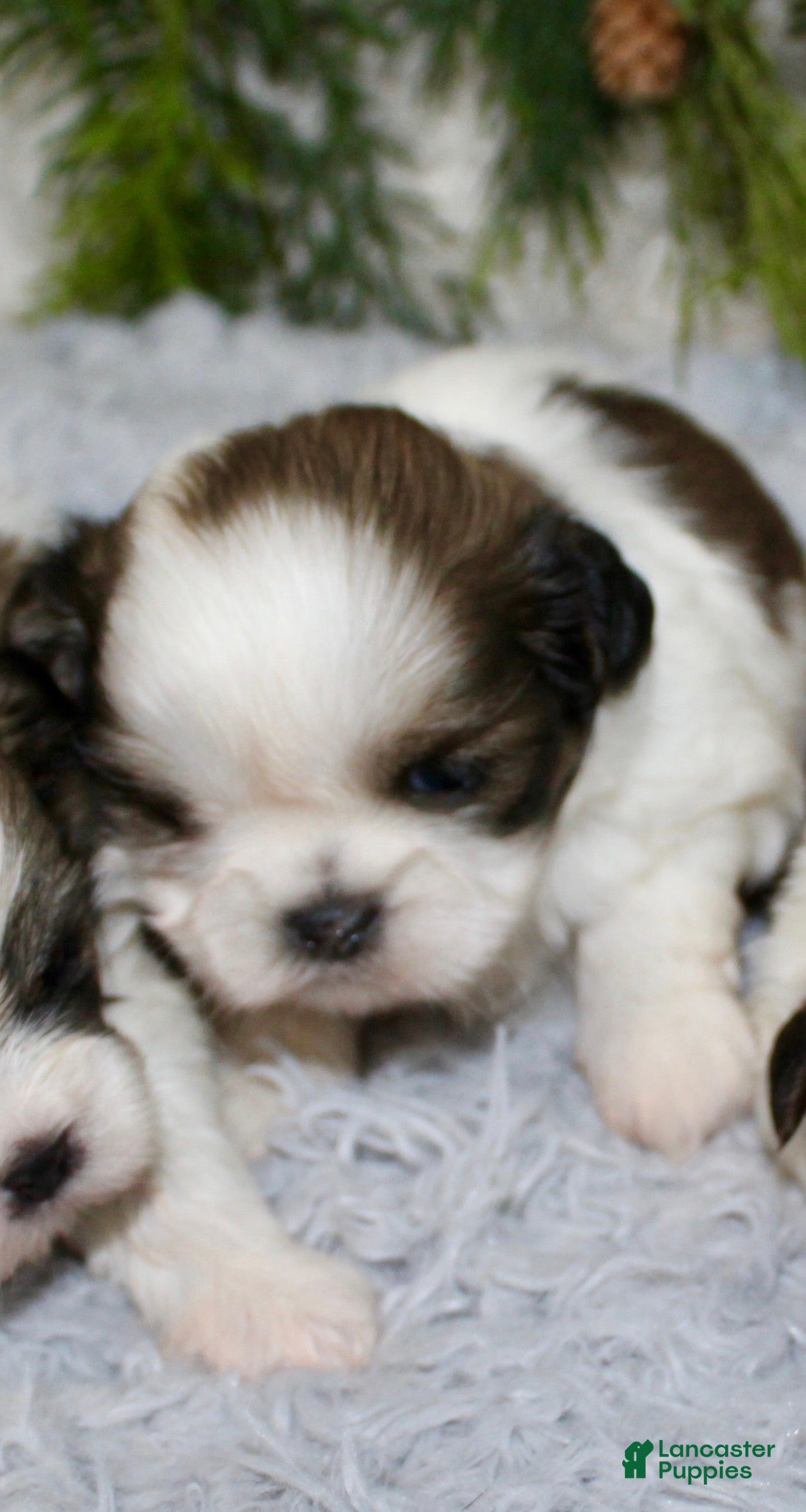 Shih Tzu dogs Shih Tzu 2 - Ad 22