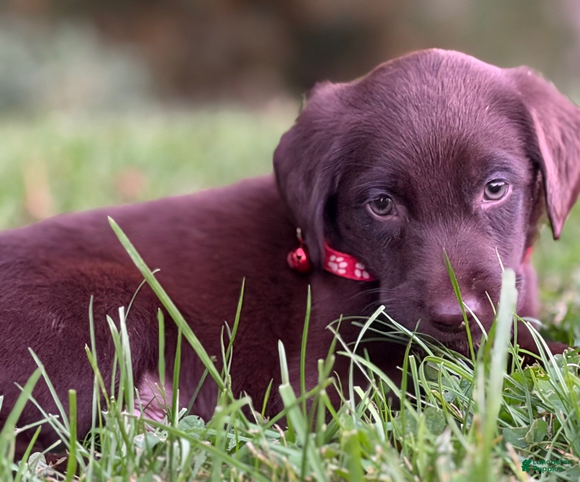 Labrador Retriever dogs for sale: Labrador Retriever 1 - Ad 2