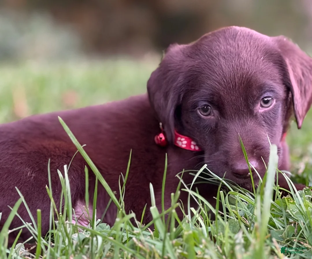 Labrador Retriever dogs for sale: Labrador Retriever 1 - Ad 2