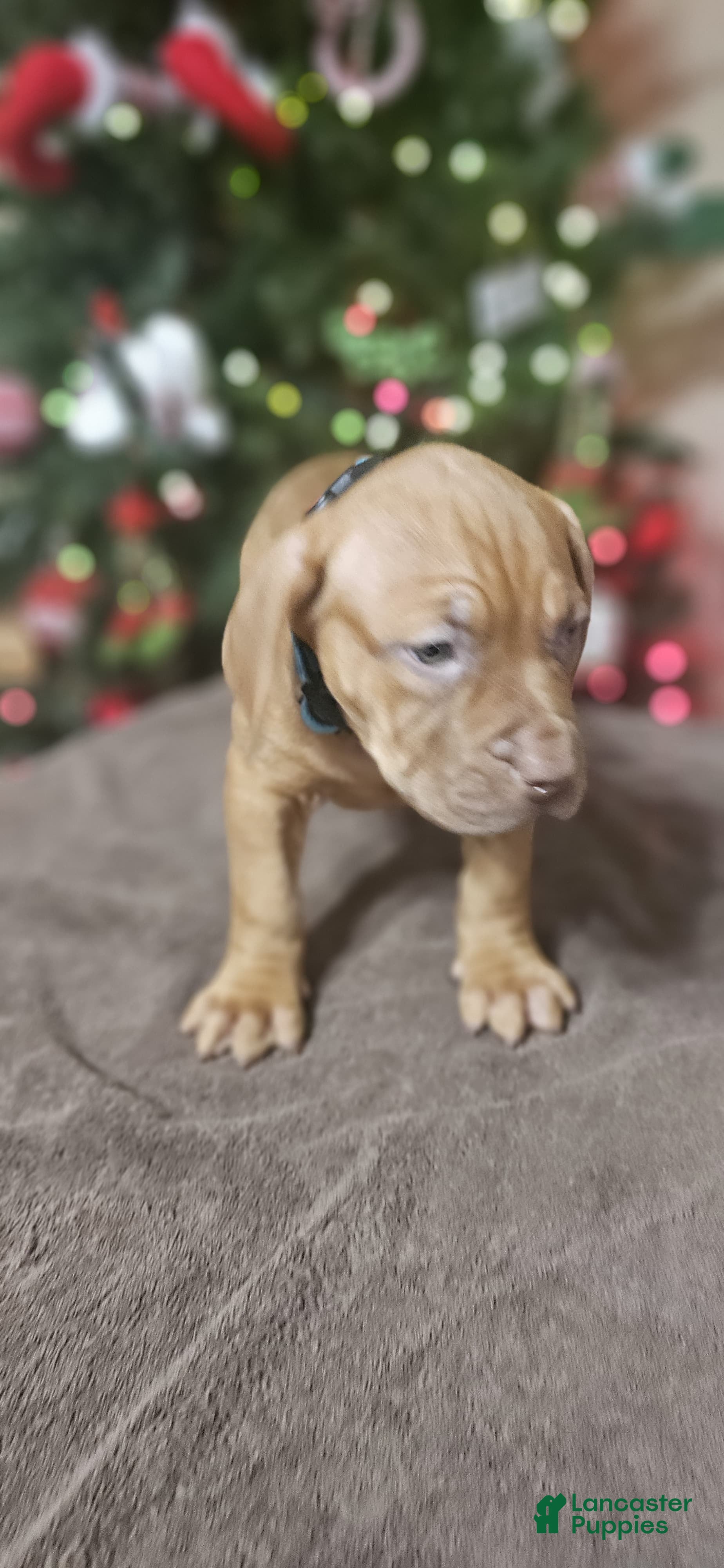 American Bully dogs Jingle  - Ad 8