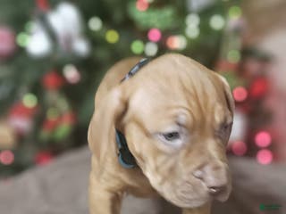 American Bully dogs Jingle - Ad 42