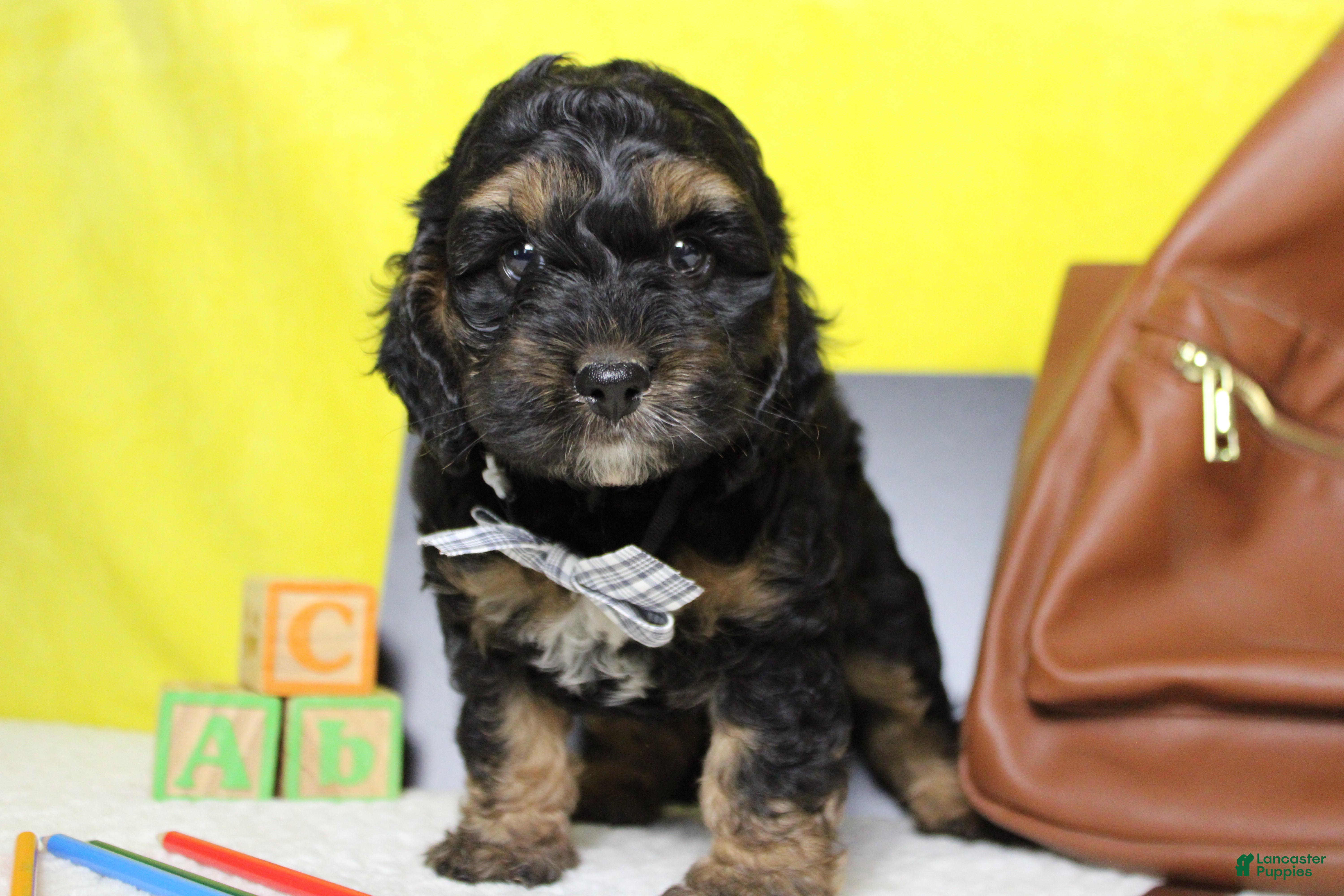 Cockapoo dogs Rocky  - Ad 16