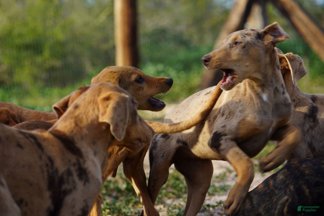 Mixed Breed dogs for sale: POL Lilac Fawn Merle F RT - Ad 14