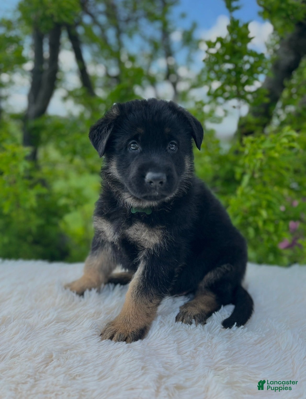 German Shepherd dogs Max  - Ad 1