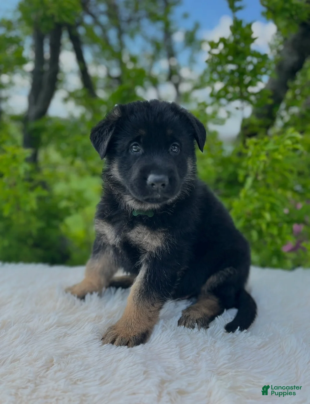 German Shepherd dogs for sale: Max  - Ad 1