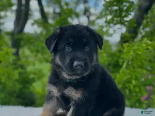 German Shepherd dogs for sale: Max - Ad 1