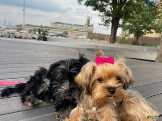 Yorkshire Terrier dogs Lucy - Ad 39