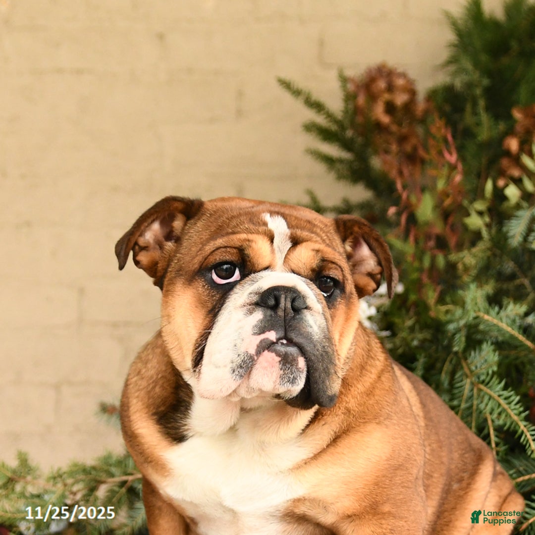 English Bulldog dogs for sale: Melody - Ad 5