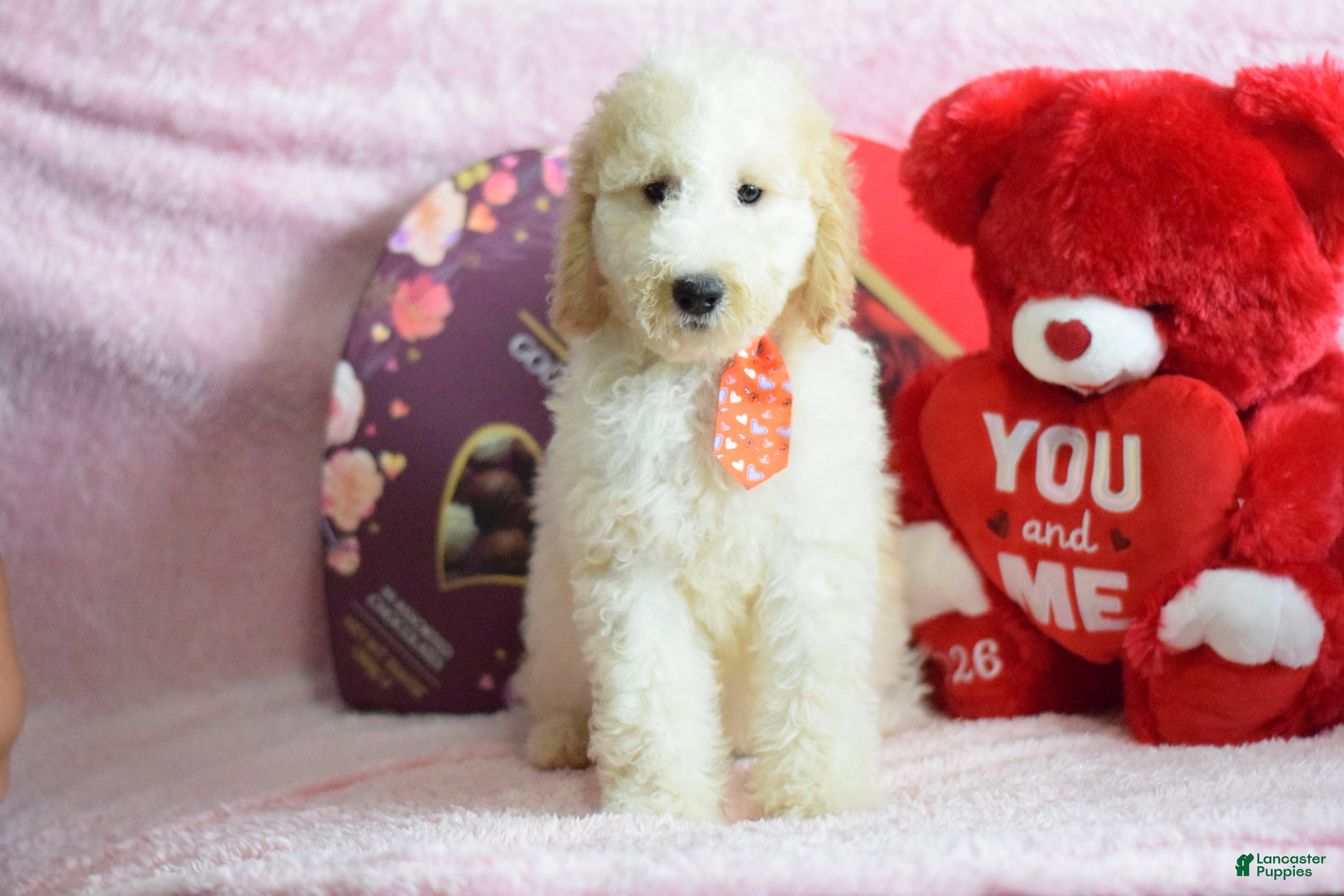 Goldendoodle dogs Goldendoodle Puppy 5 - Ad 1