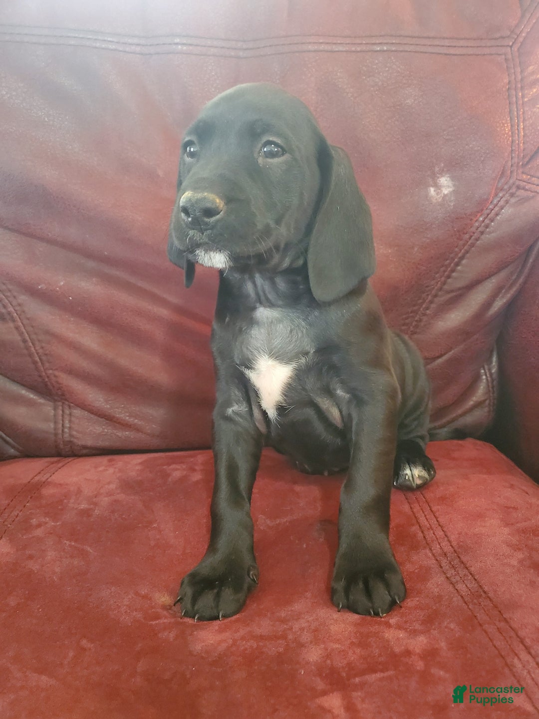 Mixed Breed dogs for sale: Rosie - Ad 2