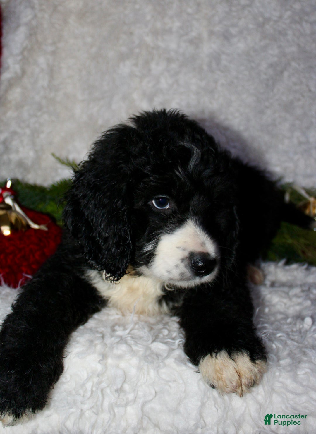 Bernedoodle dogs for sale: Charlie - Ad 6