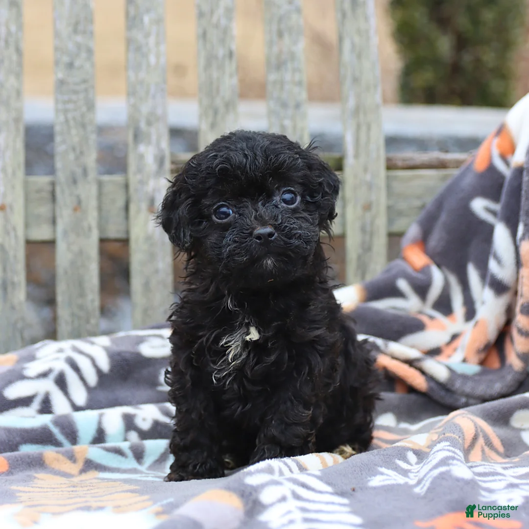 Miniature Poodle dogs for sale: Carrie - Ad 3
