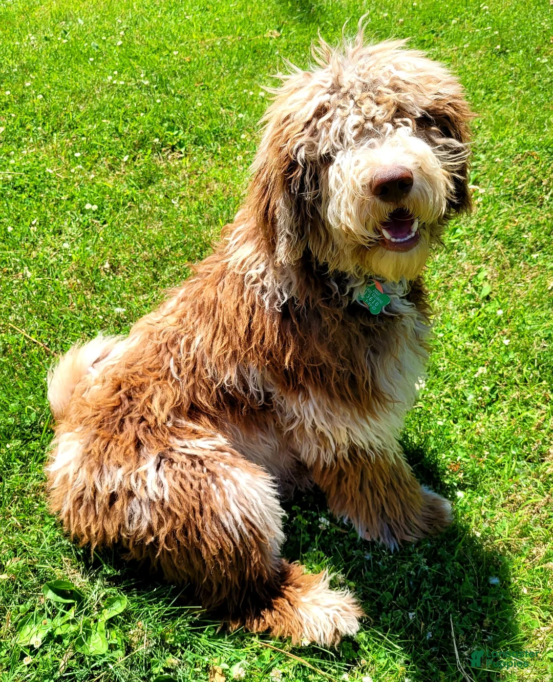 Gallery Image {{count}}