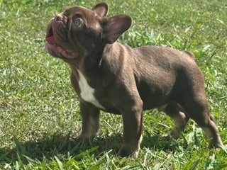 French Bulldog dogs - Ad 32