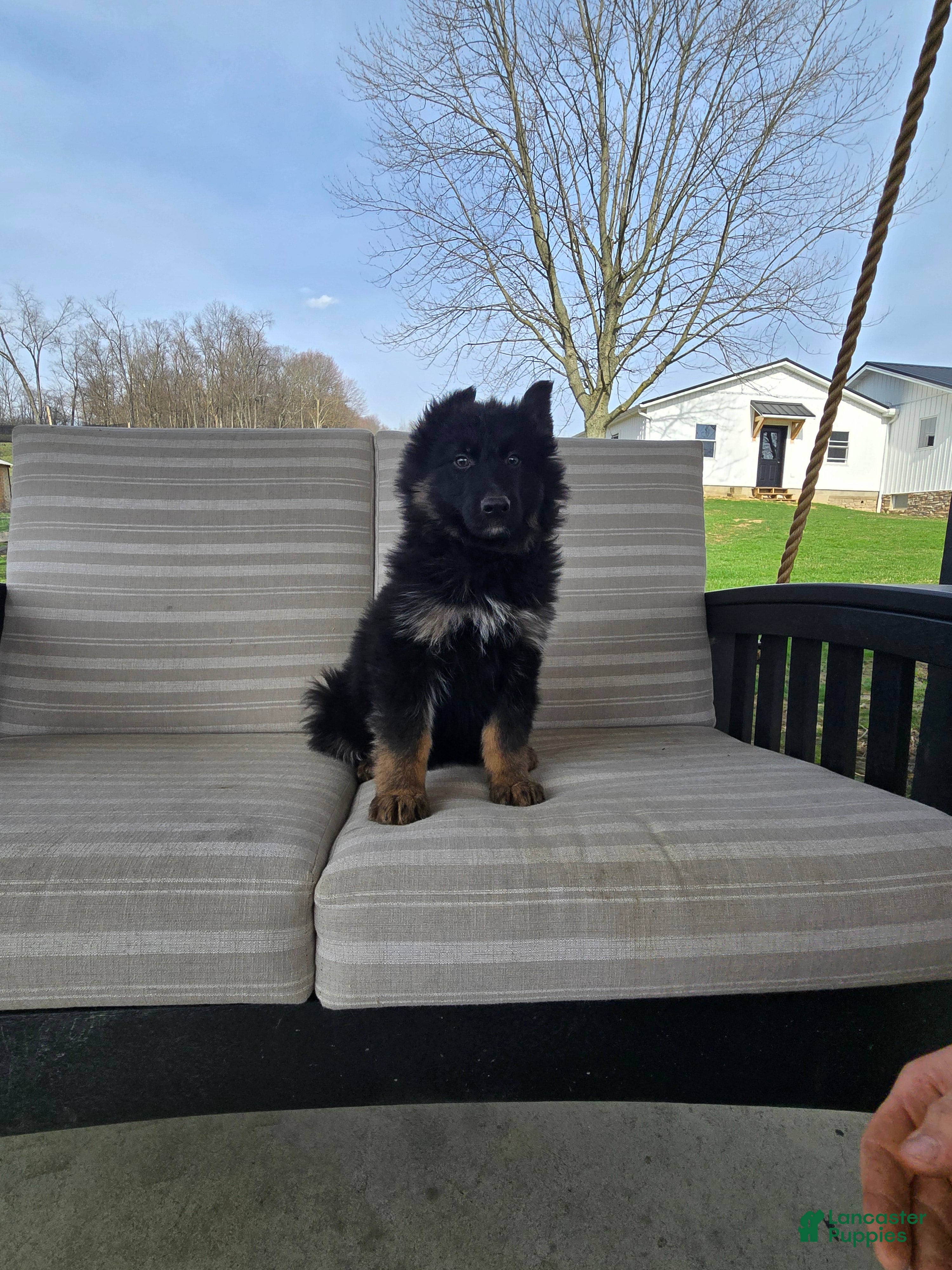 German Shepherd dogs Captain - Ad 1