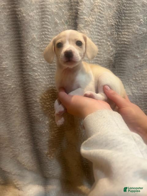 Jack Chi dogs for sale: Jack Chi 3 - Ad 13