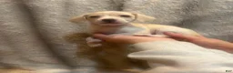 Jack Chi dogs for sale: Jack Chi 3 - Ad 1