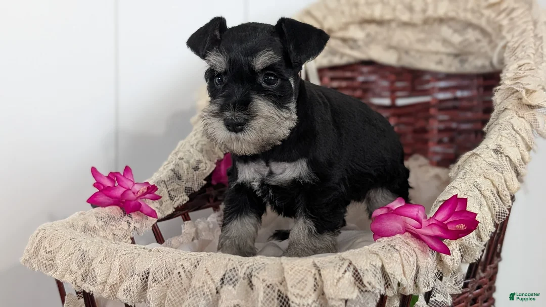 Miniature Schnauzer dogs for sale: Malia - Ad 11
